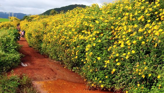 du lịch Đà Lạt tháng 9 có hoa gì? du lịch Đà Lạt tháng 9 có hoa gì?