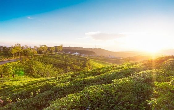 Đồi chè Cầu Đất - Biển xanh giữa lòng phố núi Đồi chè Cầu Đất - Biển xanh giữa lòng phố núi