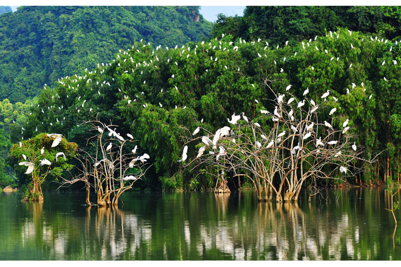 The Reed Ninh Bình