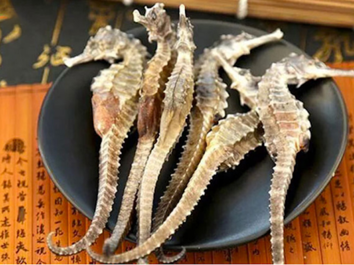Cá ngựa khô-đặc sản Nha Trang mua về làm quà 