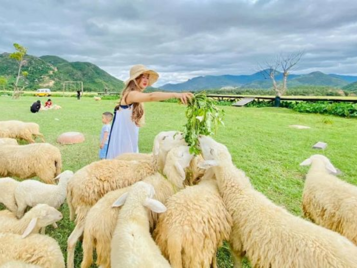 Đồng cừu Suối Tiên-TOP DU LỊCH NỔI TIẾNG CAM RANH