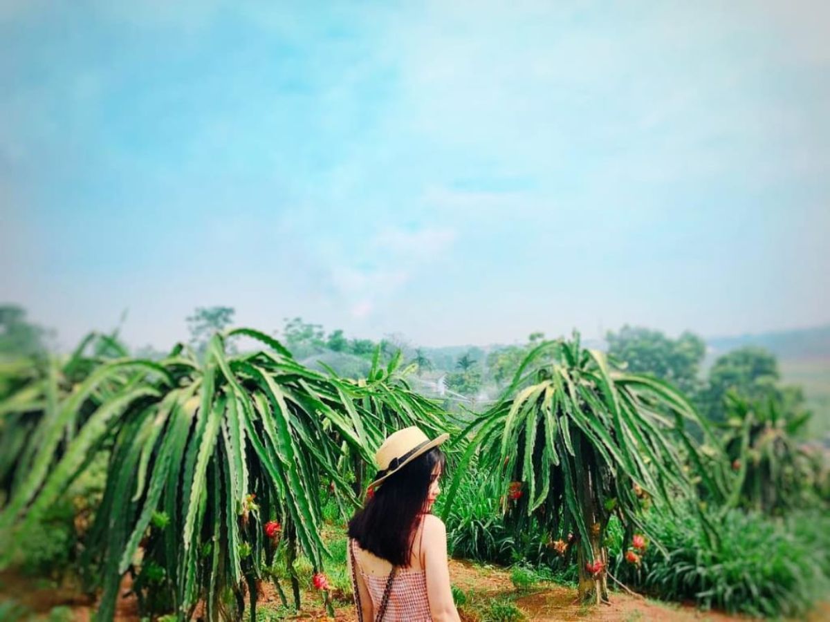 Thanh long Phan Thiết