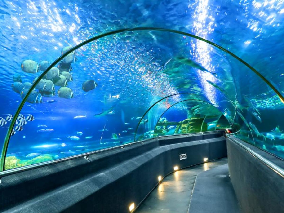 Thủy cung tuyệt đẹp ở Vinpearl Land 